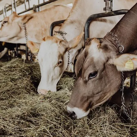 Panorama Leidingerhof Hotel Mondsee