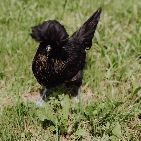 Panorama Leidingerhof 4*