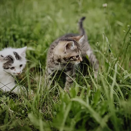 Panorama Leidingerhof Mondsee