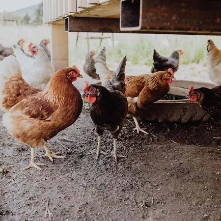 Hotel Panorama Leidingerhof Mondsee