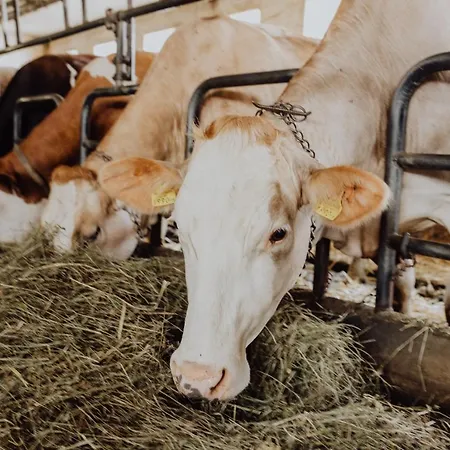 Panorama Leidingerhof Mondsee