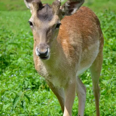 Panorama Leidingerhof Otel