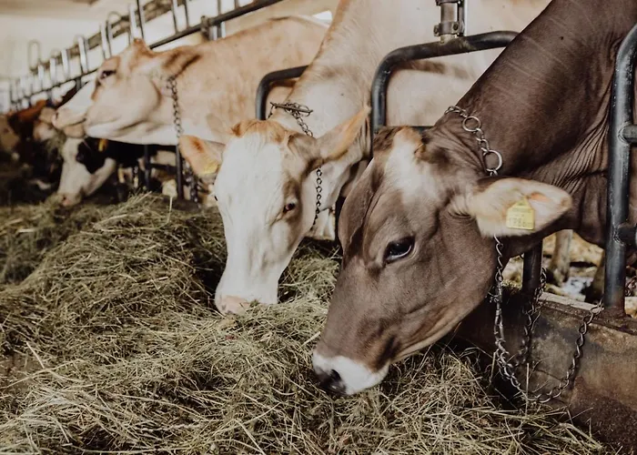 Panorama Leidingerhof Otel Mondsee