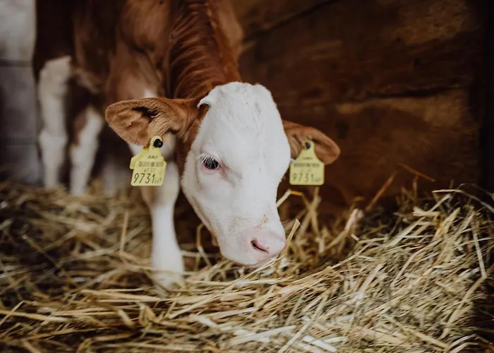 Panorama Leidingerhof 4*