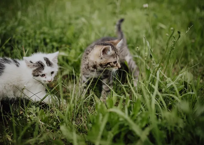Panorama Leidingerhof Mondsee