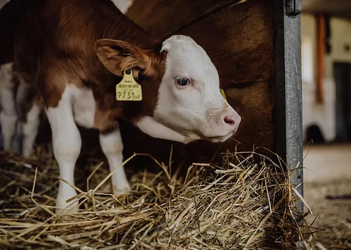 Panorama Leidingerhof 4*