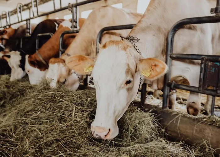 Panorama Leidingerhof Mondsee