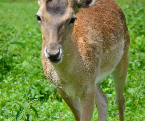 Panorama Hotel Gasthof Leidingerhof Ξενοδοχείο