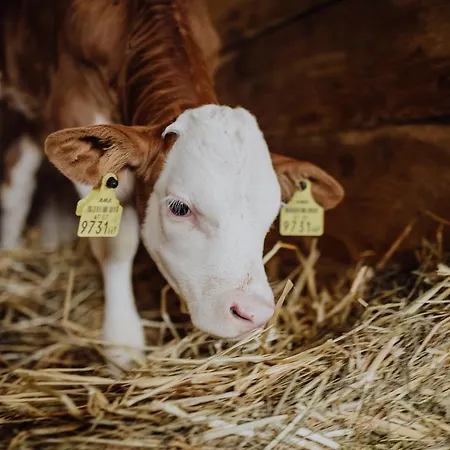 Panorama Leidingerhof 4*