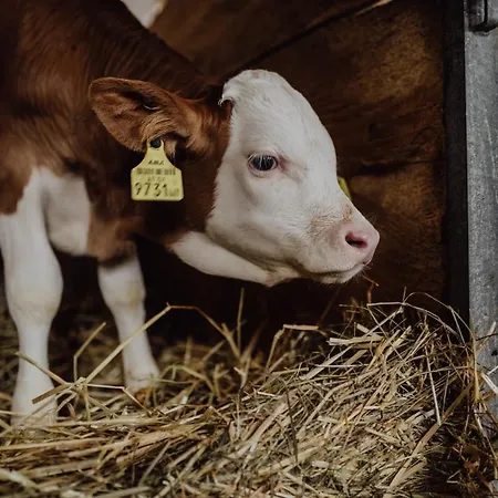 Panorama Leidingerhof 4*